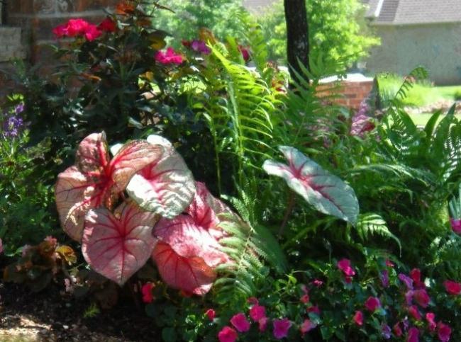 Тенелюбивые растения: 12 идей сада в тени. Фото